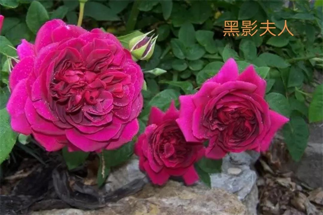 适合做切花的月季品种,十大公认最好切花月季