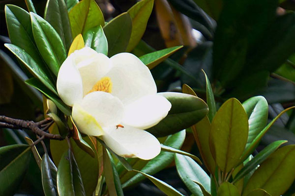 广玉兰树树叶发黄枯萎补救办法,广玉兰叶子发黄