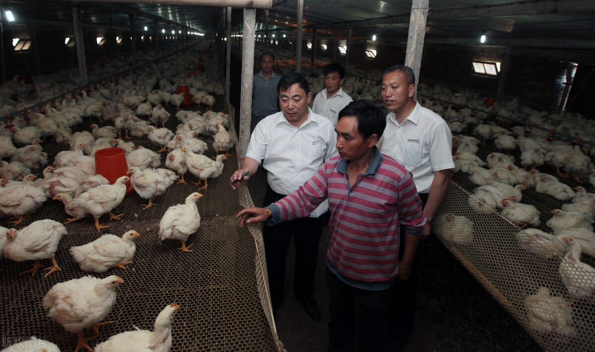 滑液囊支原体还能治好吗,一招解决滑液囊支原体