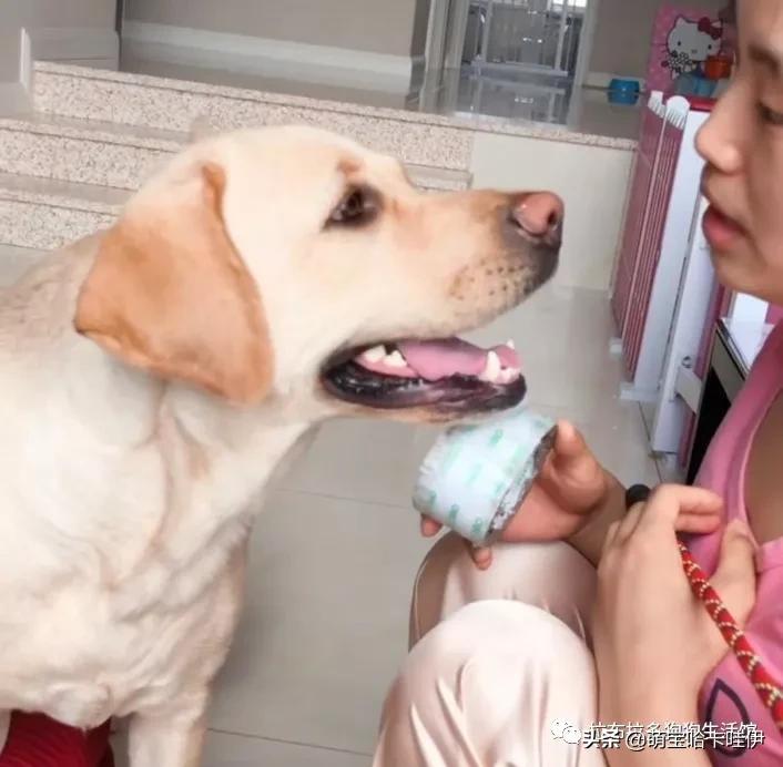小拉布拉多犯错妈妈护崽,大拉布拉多教训小拉布拉多