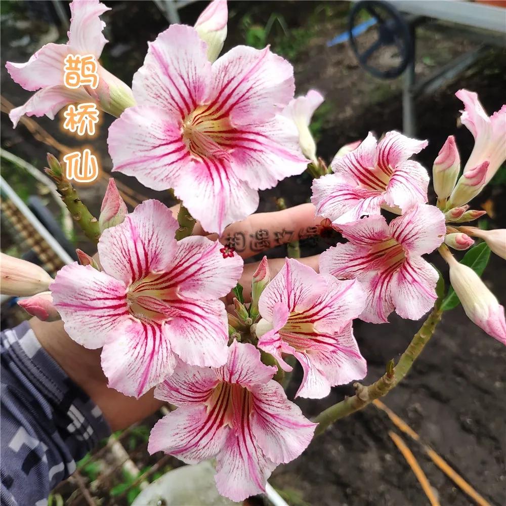 84个沙漠玫瑰品种，收起来慢慢看，待到来年春天选几种喜欢的养