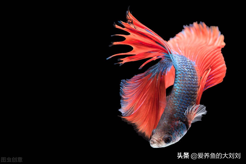 可以花钱买二手鱼缸吗有什么讲究,买二手鱼缸和新鱼缸哪个实惠