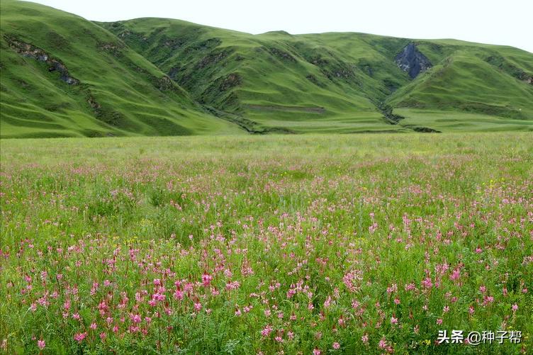 驴食草,驴喜欢吃哪些高产牧草