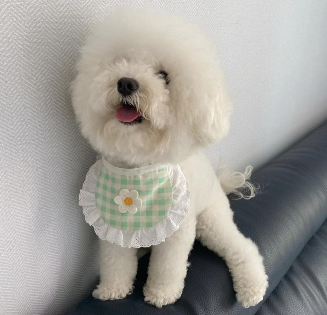 惹人喜爱的萌犬,萌犬