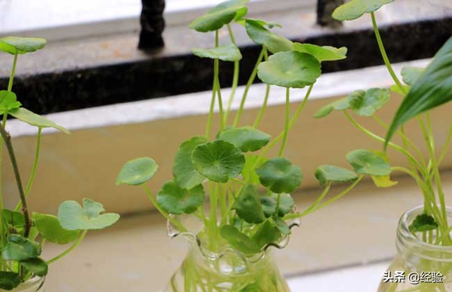 鱼缸怎么养铜钱草,大缸怎么养铜钱草