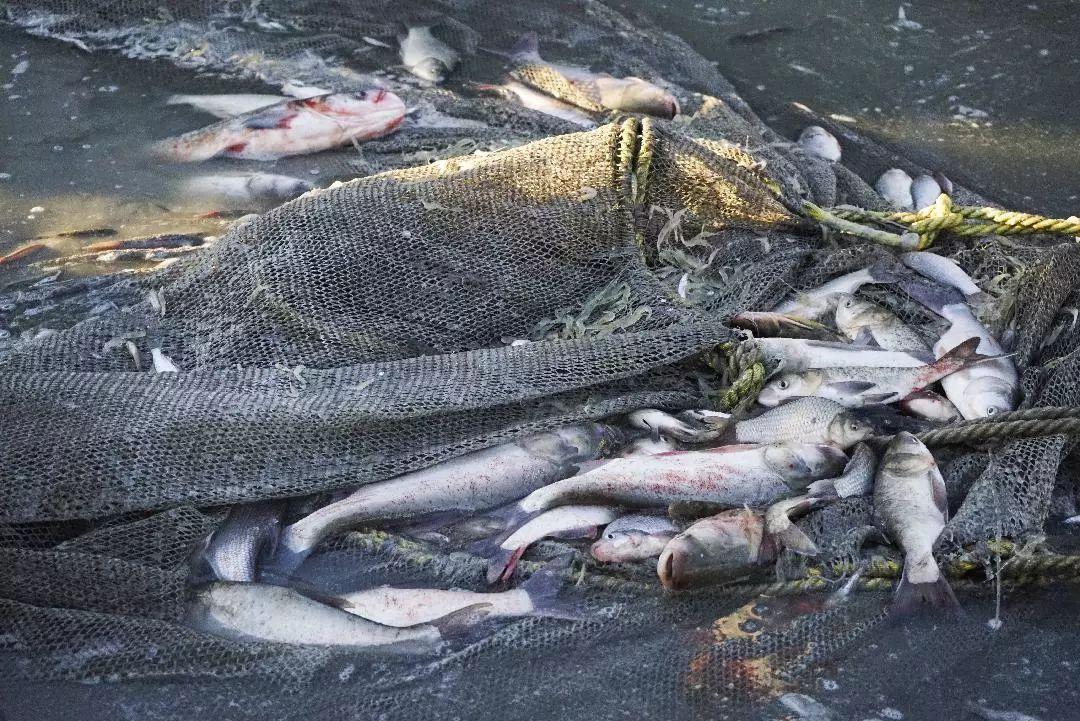 欧洲巨鲶中国能养活吗,很多钓鱼人贪得无厌