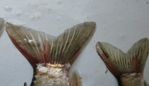 钓到的鱼会有寄生虫吗,钓到有毒的鱼