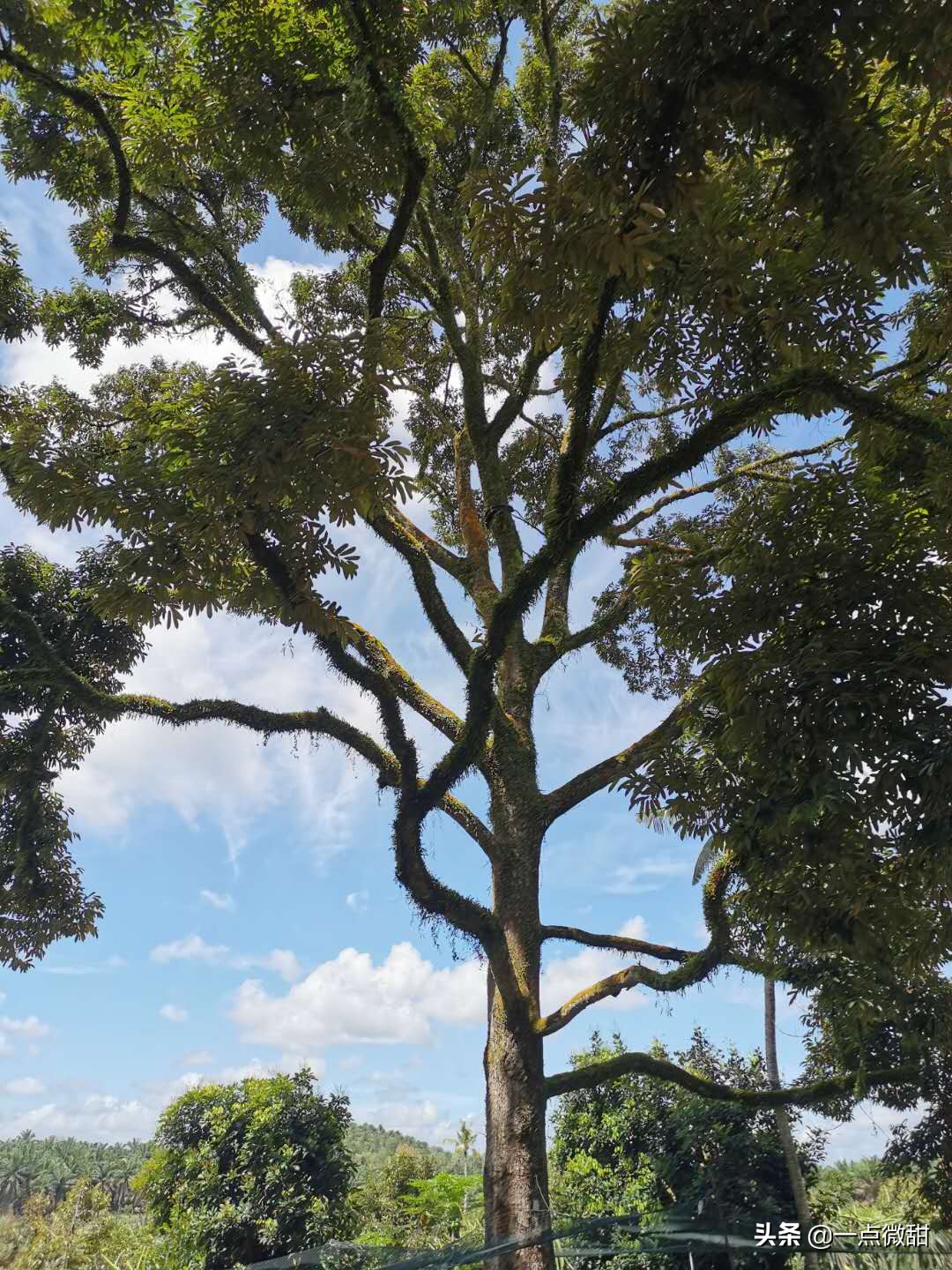 马来西亚红心榴莲采摘,马来西亚榴莲果园摘法