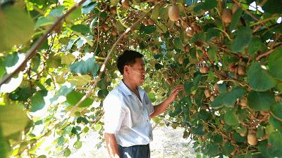 盘它！又甜又润的VC小*弹炸**！临港“甜猕”之旅出发~