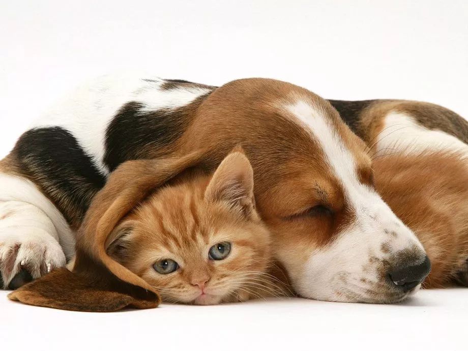 关于鱼油的5个残酷真相,有关鱼油的四个残酷真相