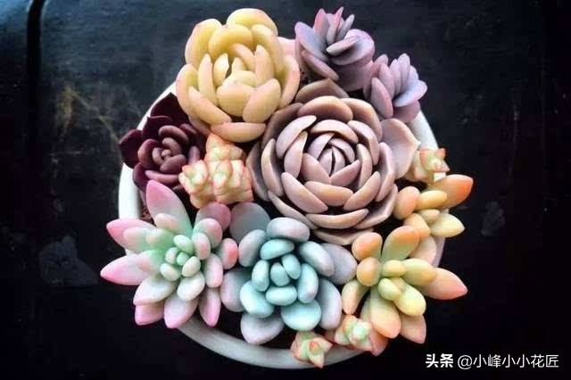 多肉长得又瘦又高,多肉瘦