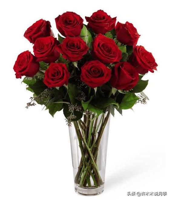 月季的养护方法和管理,月季的养护方法及注意事项