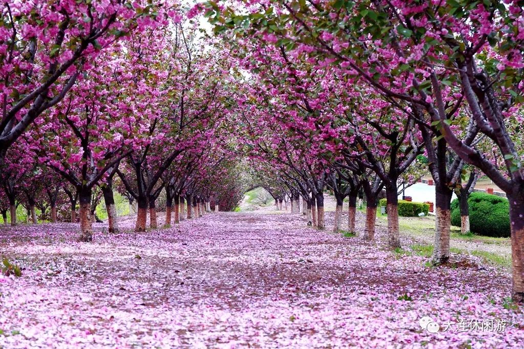 大连森林花海,大连花海旅游攻略
