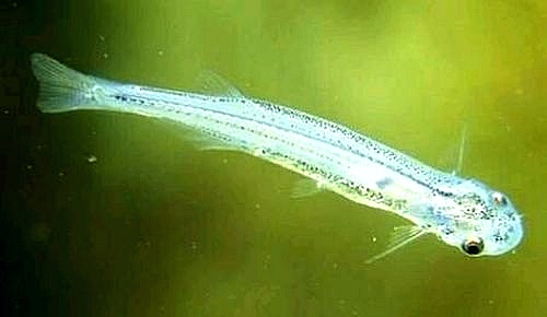 别在亚马逊的河里尿尿，当心魔鬼鱼钻入你的尿道，吸食你的血液