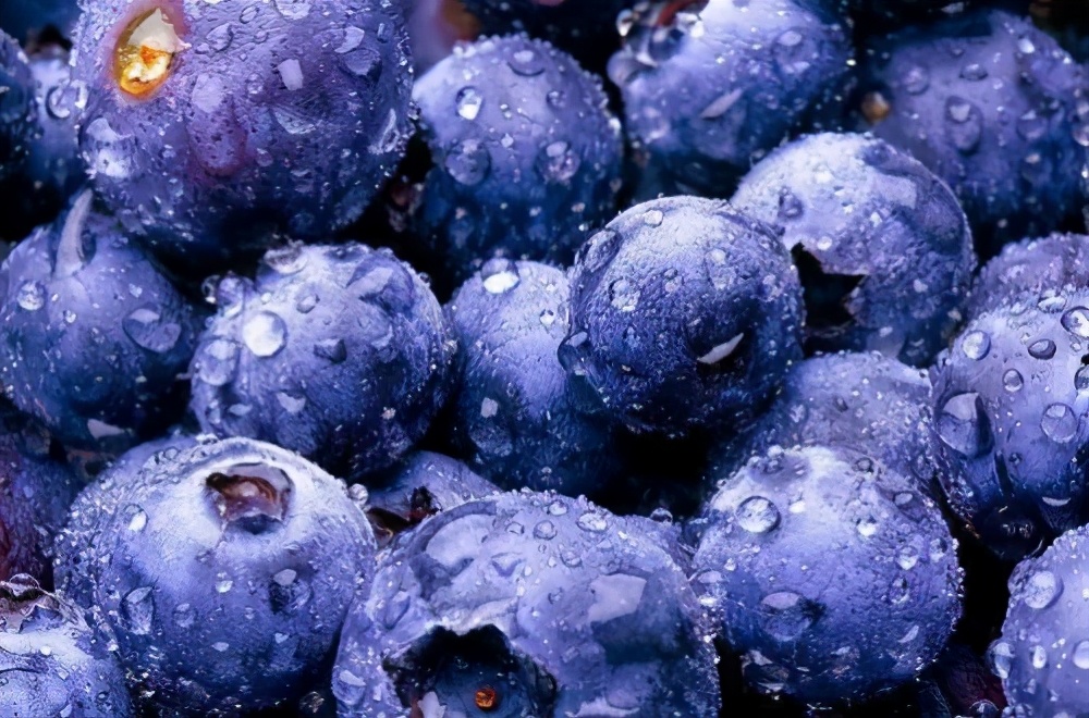 “莓”你不行！这里的“水果皇后”熟啦