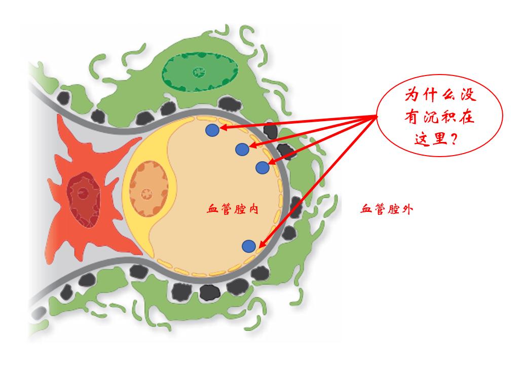 膜性肾病流行病学,膜性肾病的最新研究
