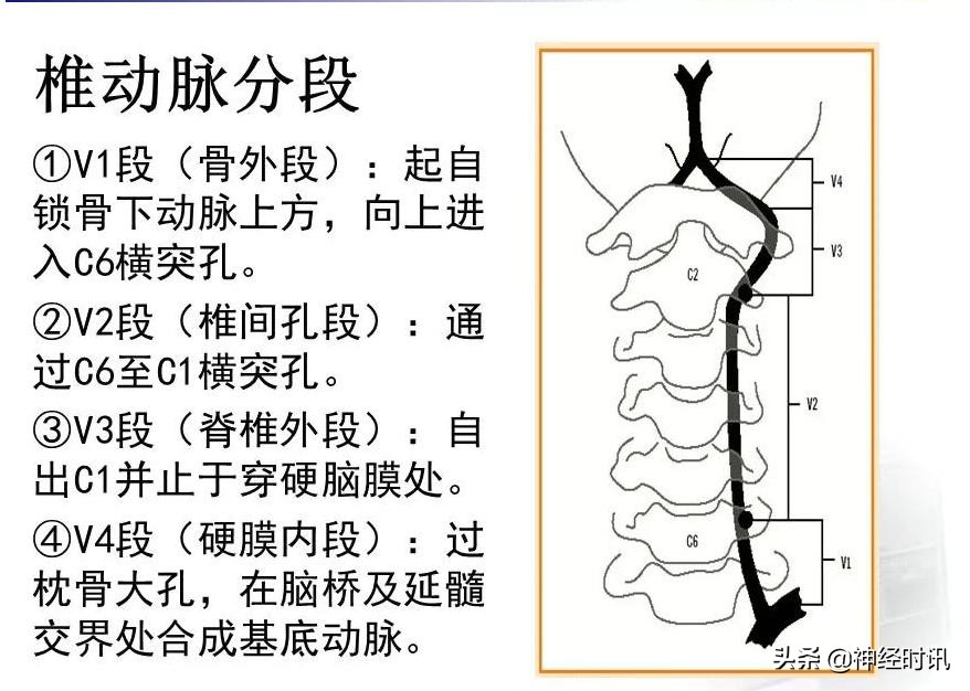 脑动脉解剖学讲解,基底节区脑血管解剖