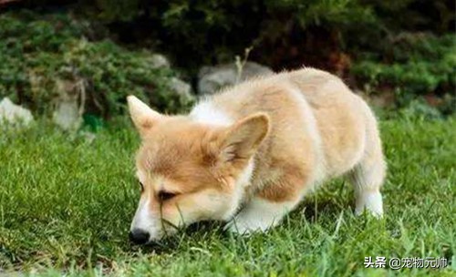 小狗腹泻能喝葡萄糖么,小狗腹泻需要输什么液体