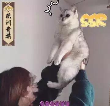 福懋宠物医院深圳,猫咪大块掉毛是猫癣快好了吗