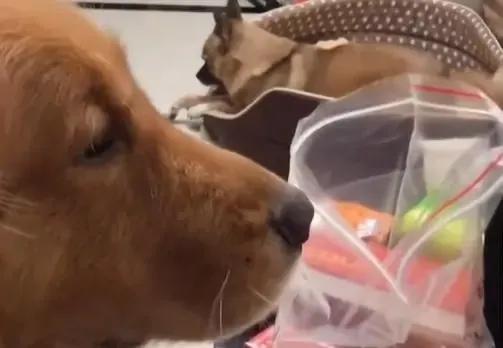 狗狗不停做伸懒腰动作,狗狗整天趴着不运动