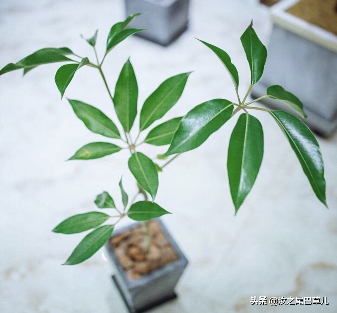 日本超级好看的伞,日本大叶伞什么造型好看