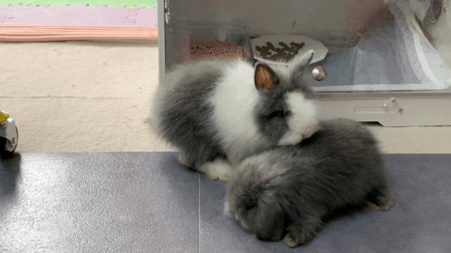 西安撸兔店,西安撸兔体验馆团购