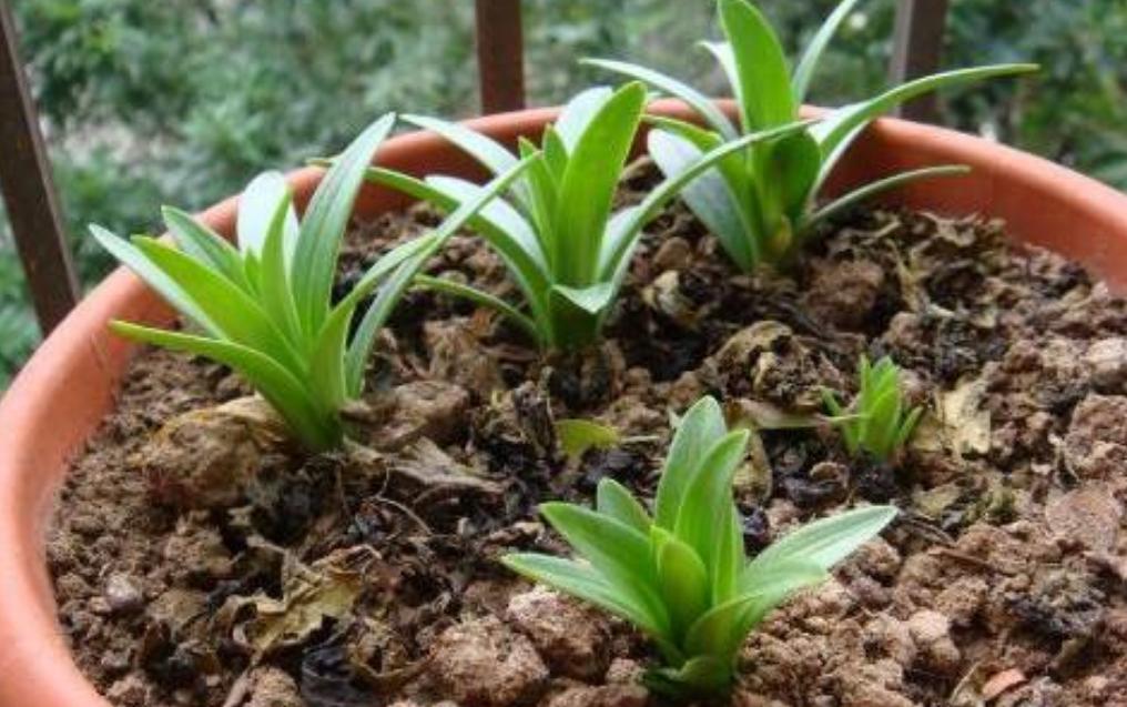 百合花如何养才能活得时间更长,百合花养花怎么才能让花期持久