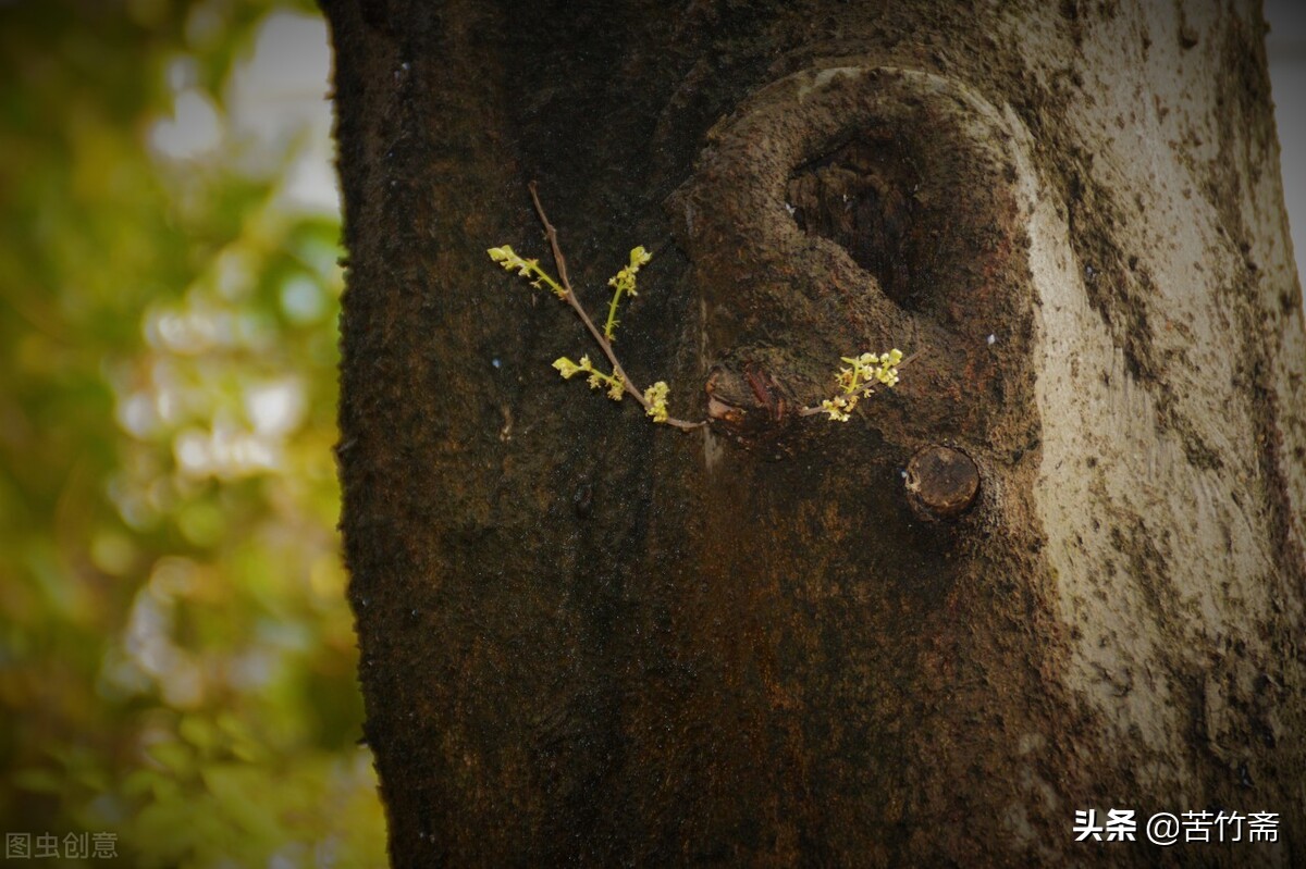 怎样做树洞,如何做一个合格的树洞