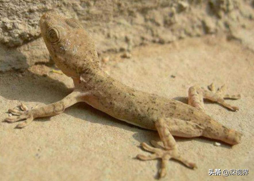 壁虎呆萌可爱,又可爱又温顺的壁虎