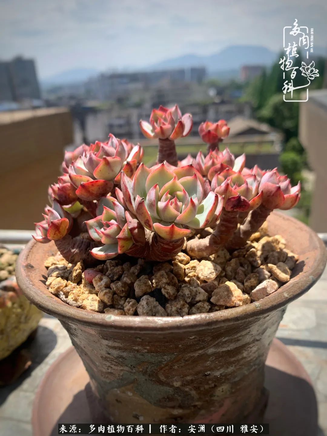 小仙女的阳台多肉,绝美多肉阳台