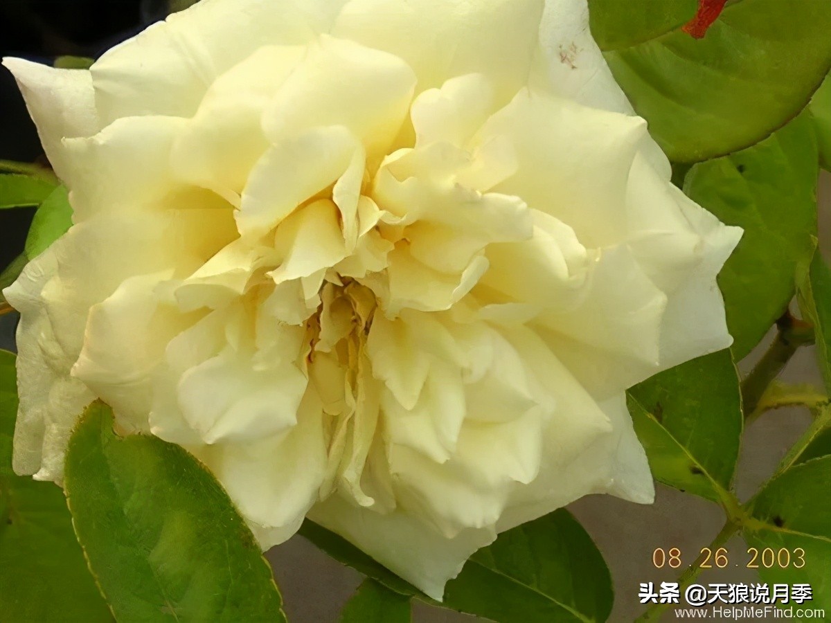 怦然心动的万人迷月季，原来从它而来（二）