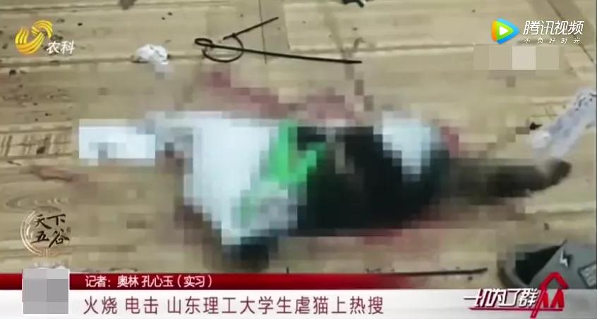 大学生杀死流浪猫,大学生杀流浪猫