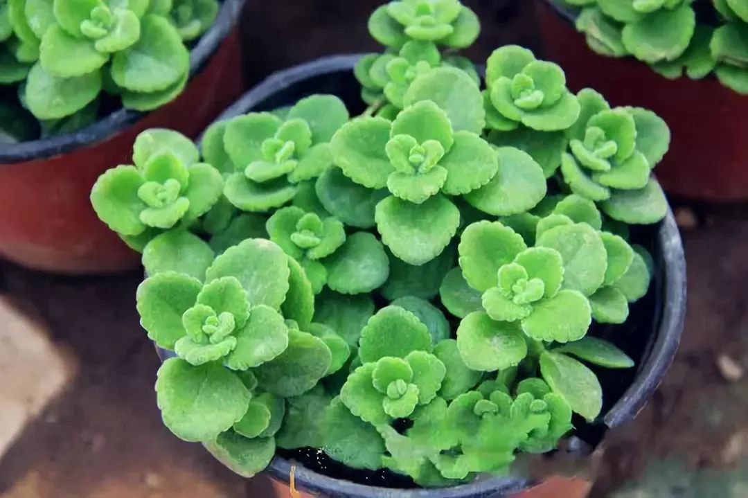 能吸甲醛的植物花卉,吸甲醛的十大植物有哪些