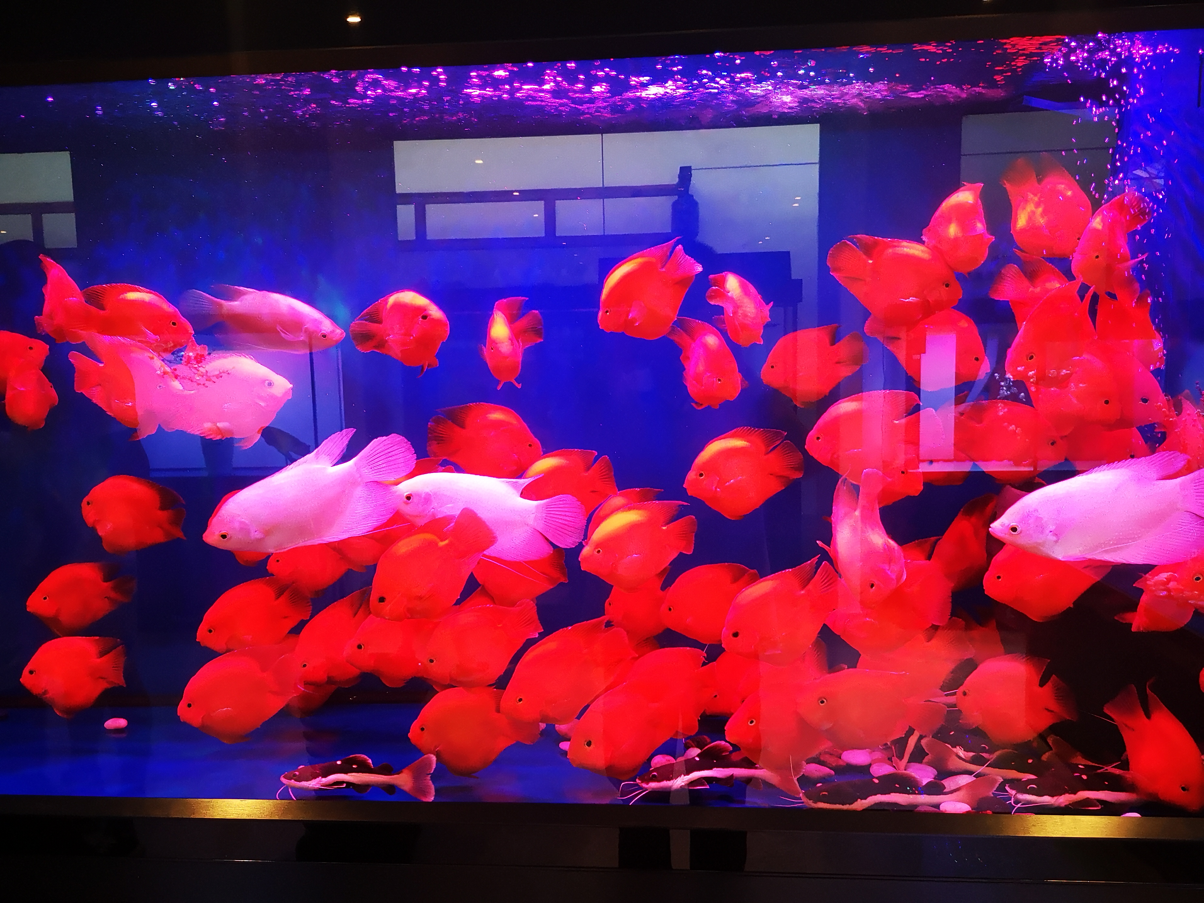 养鱼大蒜素的正确使用方法,浓缩大蒜素能喂观赏鱼吗