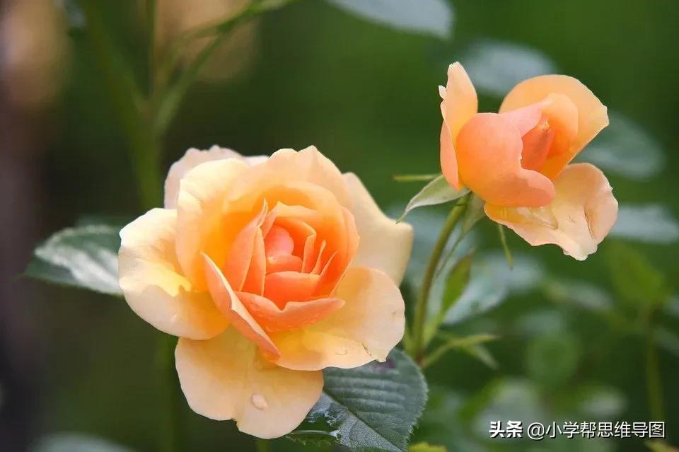 描写景色的比喻句拟人句和排比句,写一句描写家乡山水风光的排比句