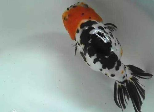 给大家推荐几种好养还不贵的金鱼,金鱼常见易养品种