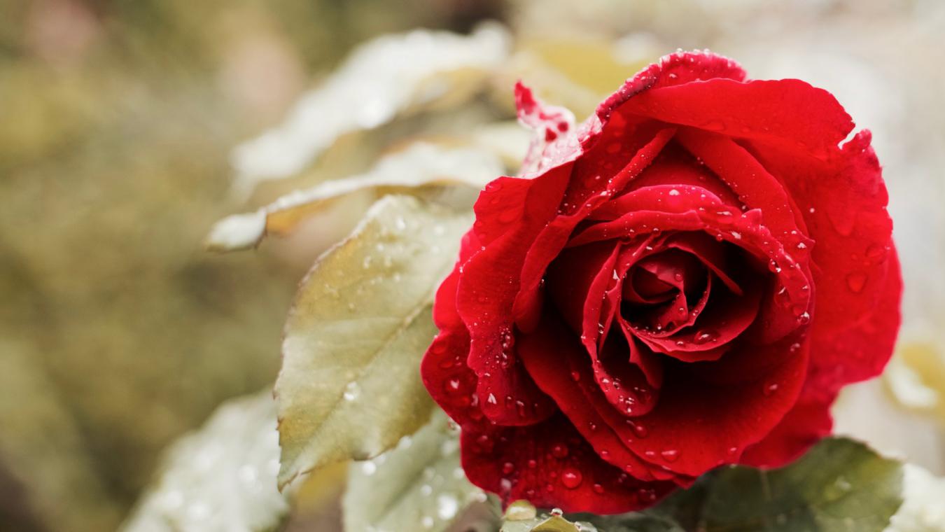 4位素人的情人节记忆，带你看时光中的爱情模样