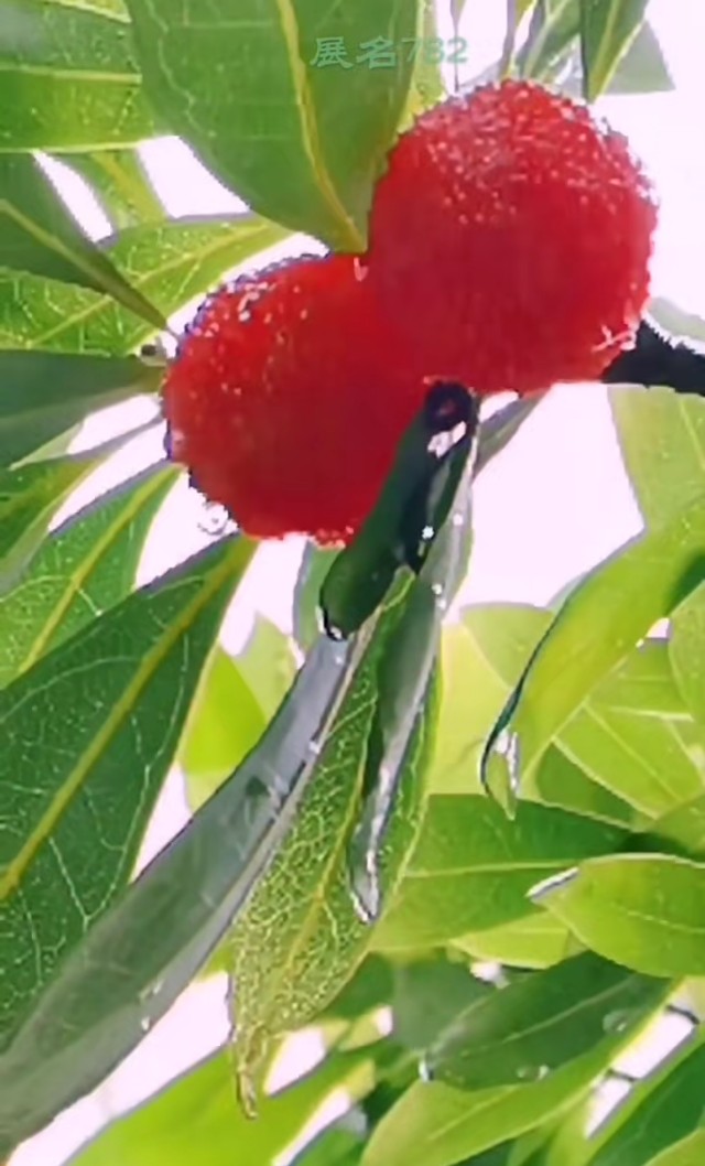 漂亮桌面壁纸,最漂亮的手机桌面壁纸