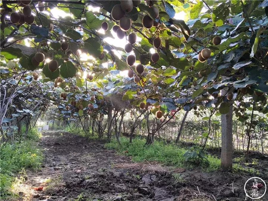 陕西周至猕猴桃和陕西眉县猕猴桃,猕猴桃最先是在周至还是眉县