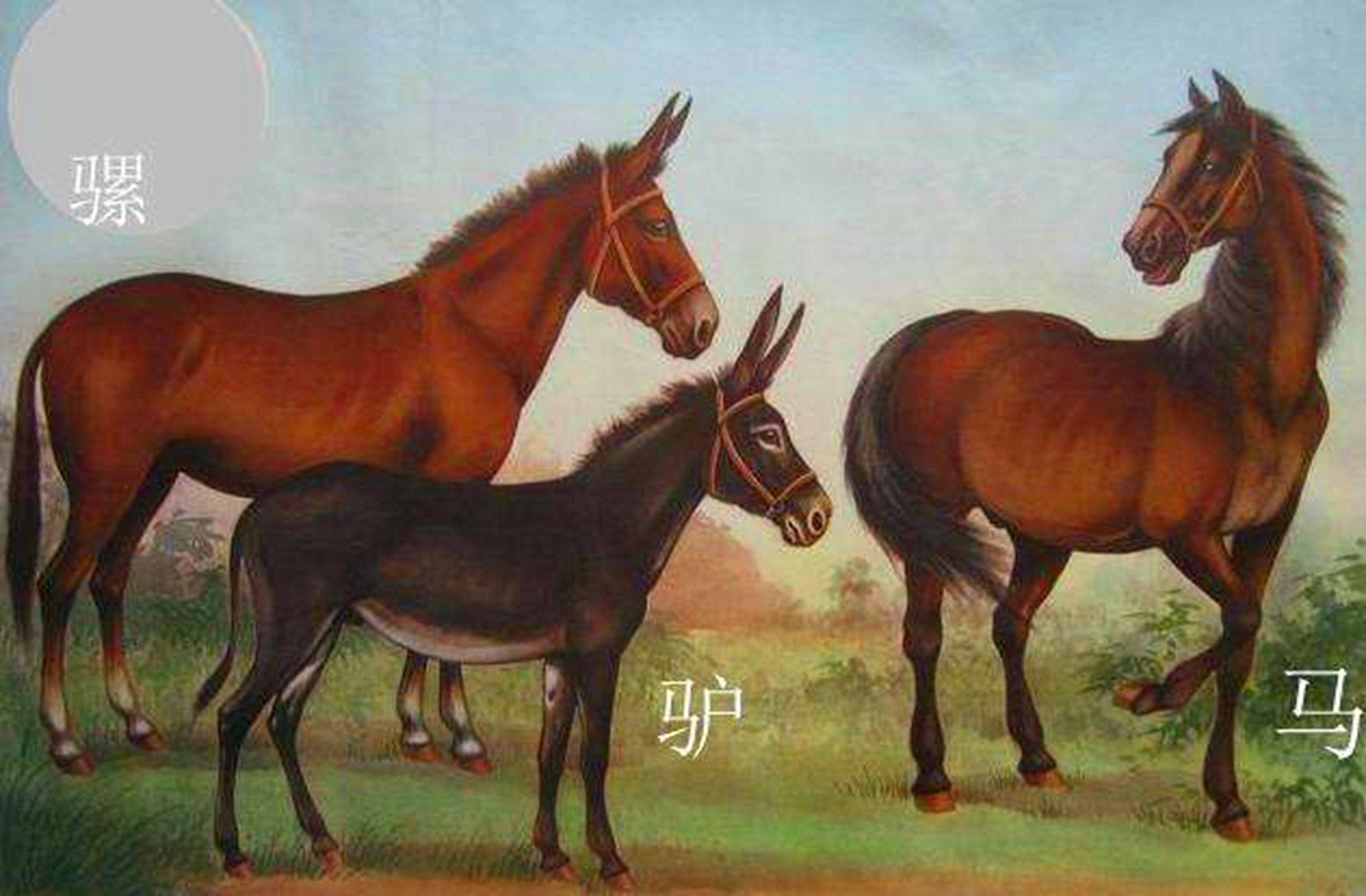 为什么骡子不能生育的民间故事,骡子不能生育是马和驴惹的祸