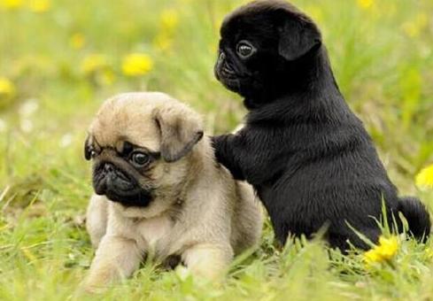 巴哥犬好养吗有什么优缺点,巴哥犬好养吗优缺点是什么