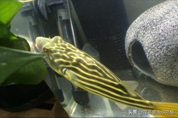 世界上最聪明的狗头鱼,斑马狗头鱼和罗汉鱼哪个互动性好