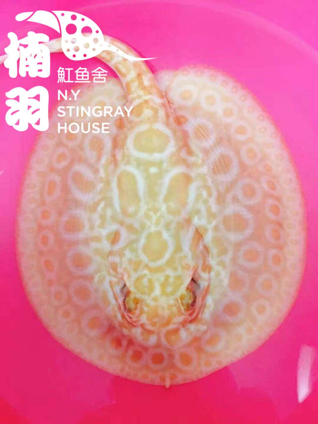 楠羽养鱼经全集,楠羽魟鱼