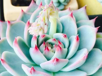 多肉开的花干了怎么救,多肉开完花要死怎么办