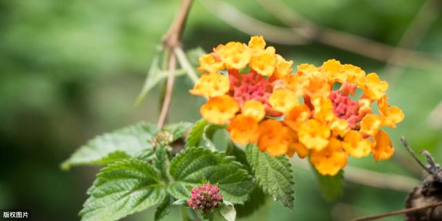 雪为肌肤,雪为肌肤花为肠全诗