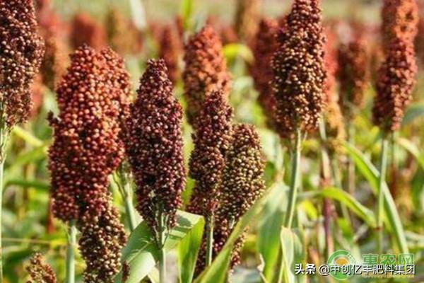 夏播谷子高产种植技术,高粱覆膜种植技术