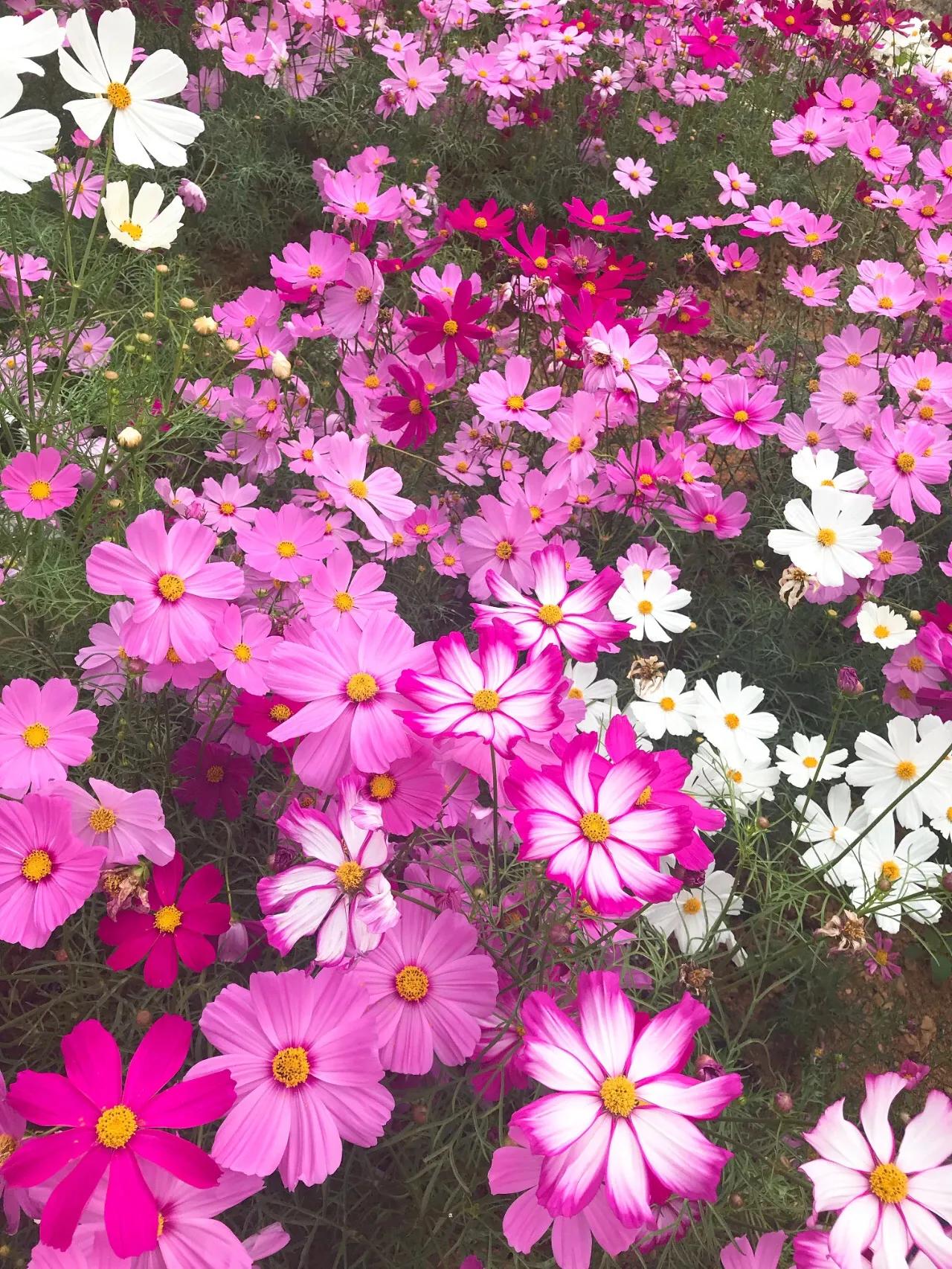 不要以为丧钟是为谁而鸣,为什么推荐丧钟为谁而鸣