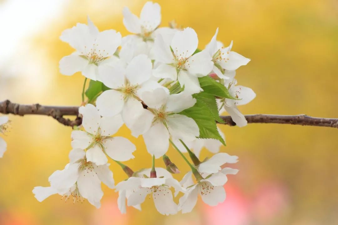 腹有诗书气自华语录,诗书气自华经典名句