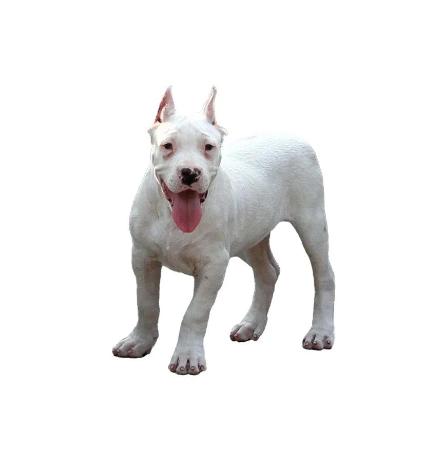 滨州48种烈性犬标准,滨州烈性犬最新规定