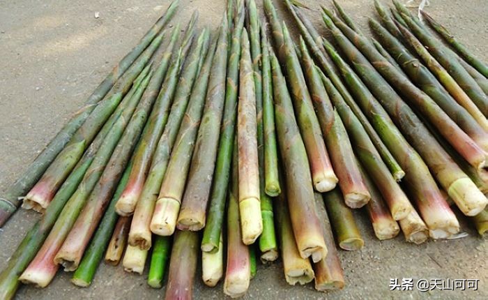 竹笋焯过水可以用盐腌制吗,竹笋要煮一下再炒吗